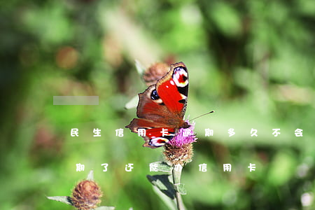 民生信用卡逾期多久不会用(为什么有的人逾期了还能办信用卡)