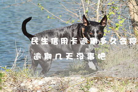 民生信用卡 逾期多久 会停卡（民生银行信用卡逾期几天没事吧）