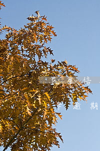 民生信用卡逾期多久會取消分期-民生信用卡逾期多久會取消分期還款