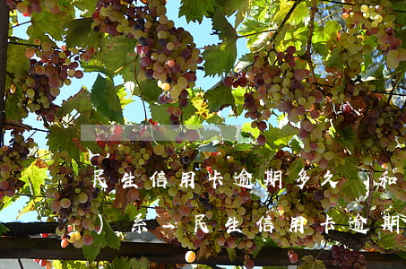 民生信用卡逾期多久會和親屬聯(lián)系-民生信用卡逾期多久會和親屬聯(lián)系呢