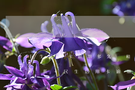 民生信用卡逾期多久會和親屬聯(lián)系-民生信用卡逾期多久會和親屬聯(lián)系起來