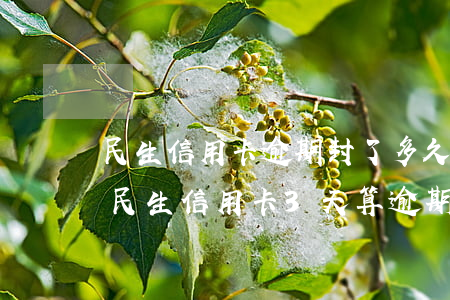 民生信用卡逾期封了多久能恢復(fù)-民生信用卡3天算逾期嗎