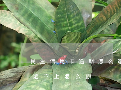 民生信用卡逾期怎么還呢(民生信用卡逾期了還不上怎么辦)