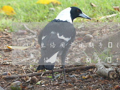 民生信用卡逾期手續(xù)費多少(200元信用卡逾期手續(xù)費是多少)