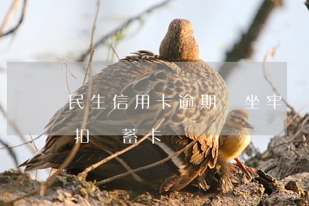 民生信用卡逾期會坐牢嗎(民生信用卡逾期會扣儲蓄卡)