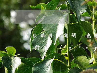 民生信用卡逾期減免申請(qǐng)書(向銀行申請(qǐng)減免信用卡逾期利息怎么申請(qǐng))