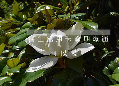 民生信用卡逾期爆通訊錄(欠信用卡銀行爆通訊錄可以投訴嗎)