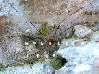 民生信用卡逾期第4天還清上征信-民生信用卡逾期第4天還清上征信了嗎