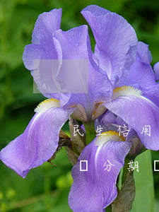 民生信用卡逾期自動分期(民生信用卡逾期自動分期還款)