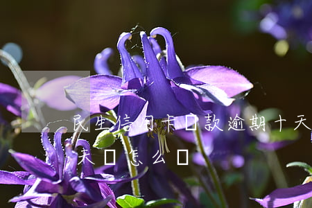 民生信用卡還款逾期十天(民生信用卡逾期兩天會怎么樣)
