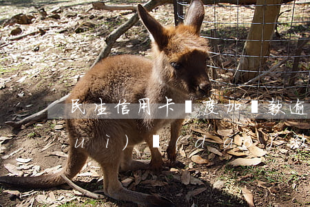民生信用卡額度加貸款逾期(貸款逾期會(huì)導(dǎo)致信用卡降額)