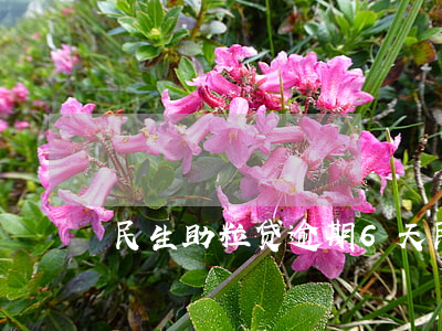 民生助粒贷逾期6天 民生助粒贷秒拒