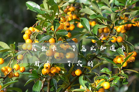 民生卡丟了怎么知道卡號(hào)（民生信用卡丟了欠的錢）