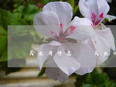 民生有停息掛賬 民生停息掛賬流程