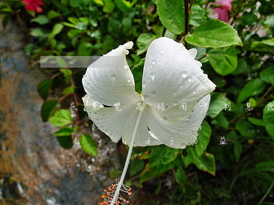 民生梵高信用卡利息(民生銀行梵高白金卡權(quán)益)