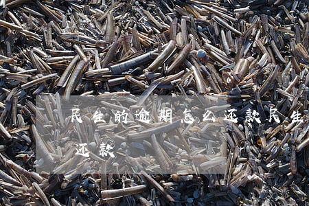 民生的逾期怎么还款(民生晚一天还款算逾期还款)