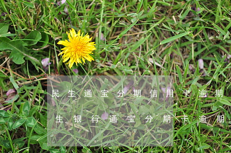 民生通宝分期信用卡逾期45期怎么办-民生银行通宝分期卡逾期判刑案例分析