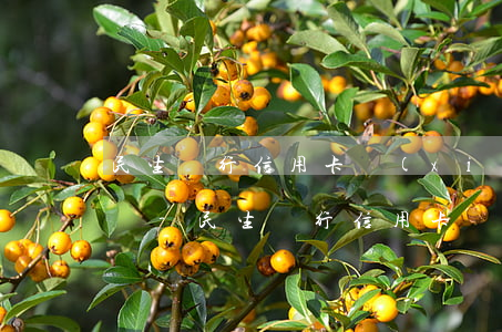 民生銀行信用卡協(xié)商還款是真的嗎-民生銀行信用卡協(xié)商還款是真的嗎嗎