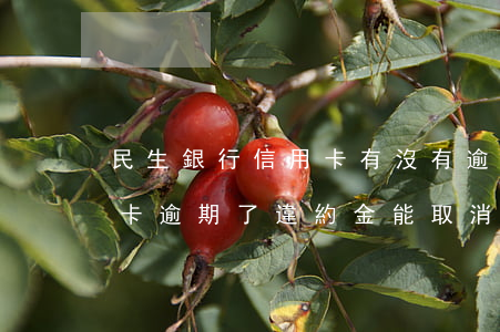 民生銀行信用卡有沒有逾期(民生銀行的信用卡逾期了違約金能取消嗎)