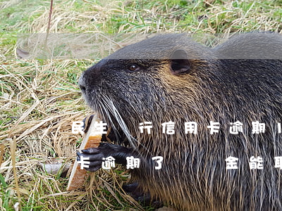 民生銀行信用卡逾期13萬(民生銀行的信用卡逾期了違約金能取消嗎)