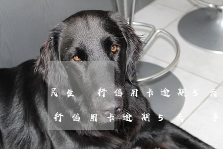 民生銀行信用卡逾期5天罰多少錢-民生銀行信用卡逾期5天罰多少錢啊