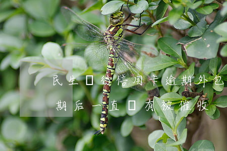 民生銀行信用卡逾期外包(民生銀行信用卡逾期后一直沒有被催收)