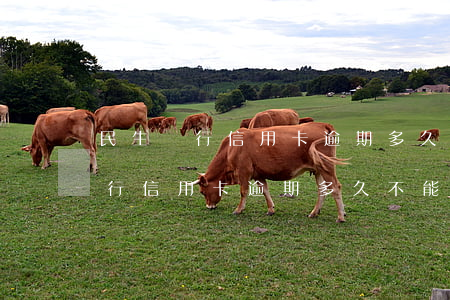 民生銀行信用卡逾期多久不能分期-民生銀行信用卡逾期多久不能分期了