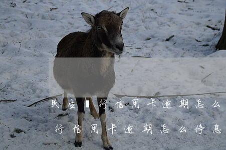 民生銀行信用卡逾期怎么停息掛賬-民生銀行信用卡逾期怎么停息掛賬了