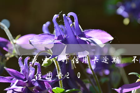 民生銀行信用卡逾期會不會坐牢(民生銀行欠信用卡20萬)