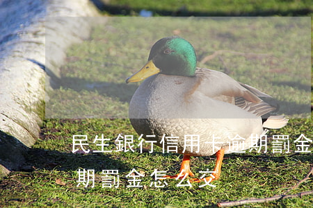 民生銀行信用卡逾期罰金(民生銀行信用卡逾期罰金怎么交)