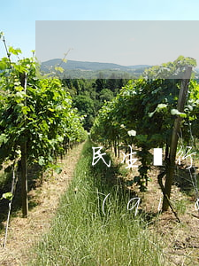 民生銀行信用卡逾期被起訴沒(méi)錢(qián)還怎么辦-民生銀行信用卡逾期被起訴沒(méi)錢(qián)還怎么辦呢
