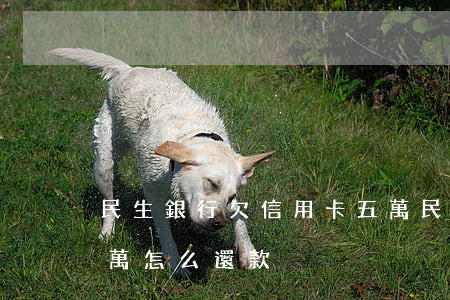 民生銀行欠信用卡五萬(民生銀行欠信用卡五萬怎么還款)
