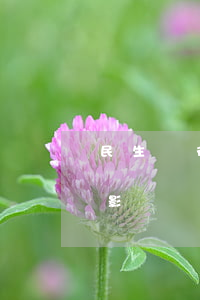 民生銀行逾期一天還款對(duì)信用有影響嗎（民生信用卡逾期還清款后）