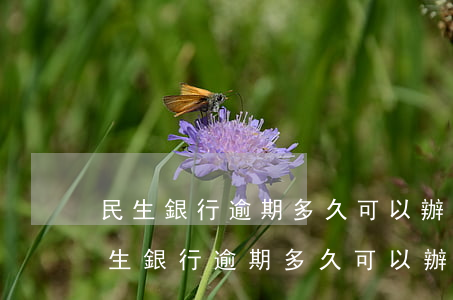 民生銀行逾期多久可以辦理個性化分期-民生銀行逾期多久可以辦理個性化分期還款