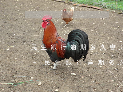 民生銀行逾期多久會(huì)叫全額還款-民生銀行逾期多久會(huì)叫全額還款啊