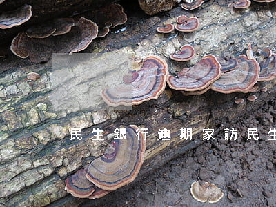 民生銀行逾期家訪 民生銀行會外訪嗎