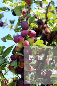 民間借貸官司法院可以公示應訴嗎(民間借貸訴訟會當庭拿到判決書嗎)