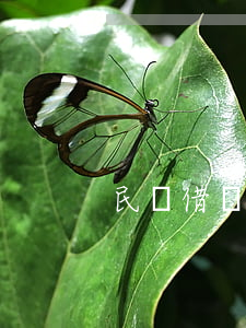 民間借貸還款順序
