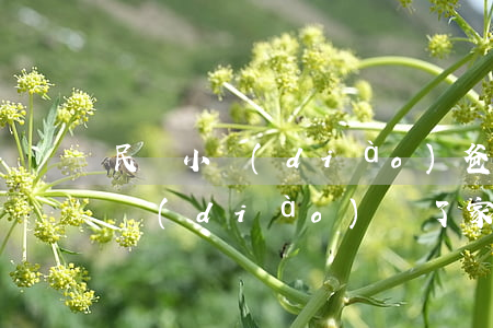 民間小調(diào)爸爸跟媽離婚(民間小調(diào)為了家庭來打轉(zhuǎn))