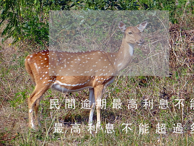 民間逾期最高利息不能超過多少-民間逾期最高利息不能超過多少錢