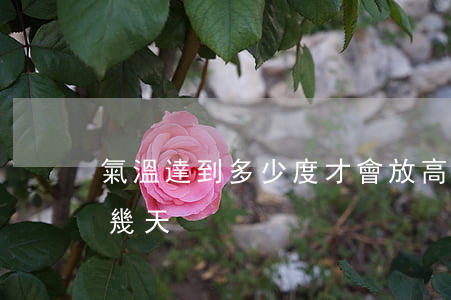 氣溫達到多少度才會放高溫假（高溫假可以放幾天）
