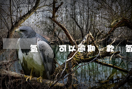 氧氣貸可以逾期還款嗎(氧氣貸靠譜嗎)