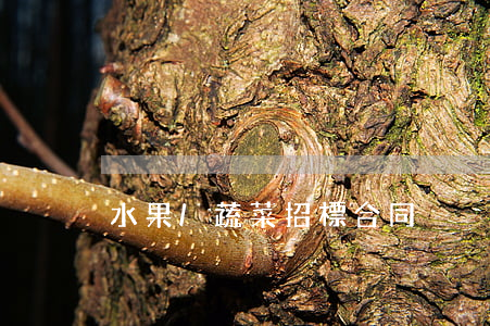水果/蔬菜招標合同