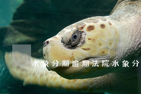 水象分期逾期法院(水象分期下架了嗎)