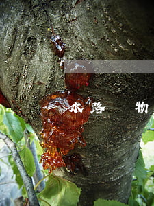 水路貨物運輸合同糾紛案