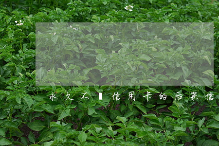 永久不還信用卡的后果(信用卡長期不還)