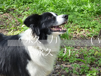 永久無力償還債務(wù)是不是不用還了-永久無力償還債務(wù)是不是不用還了呢
