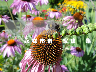 永安市有幾家律師事務(wù)所(永安最好律師)