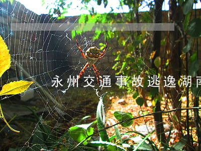 永州交通事故逃逸(湖南永州車禍事故)