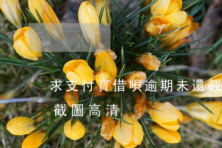求支付寶借唄逾期未還截圖-借唄逾期未還截圖高清